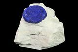 Vibrant, Blue Azurite Sun on Siltstone - Australia #155619-2